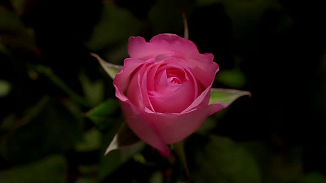 619-49_d1